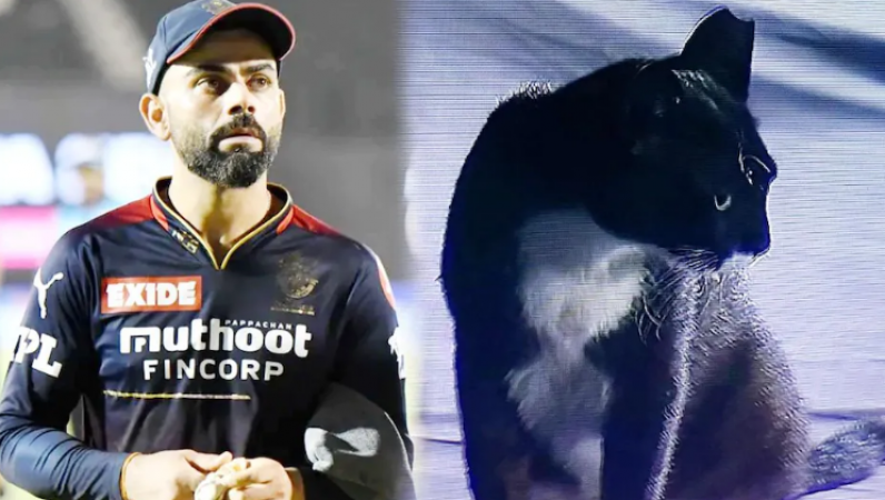 Black cat came during cricket match, but Virat Kohli got trolled, know the reason
