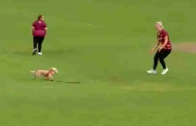 VIDEO: Dog entry in the middle of match, ball in mouth, and racing with fielders