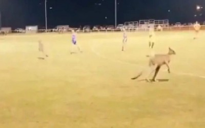 Kangaroo enters ground during a football match? Watch video