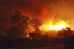 रीवा में 50 एकड़ खेत आग की चपेट में, फसले पूरी तरह नष्ट