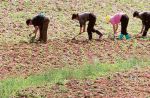 बारिश से मुस्करायें किसान, बुवाई का रकबा बढ़ा