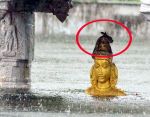 तमिलनाडु में आई बाढ़ से बचने के लिए भगवान के द्वार पहुंचा सांप