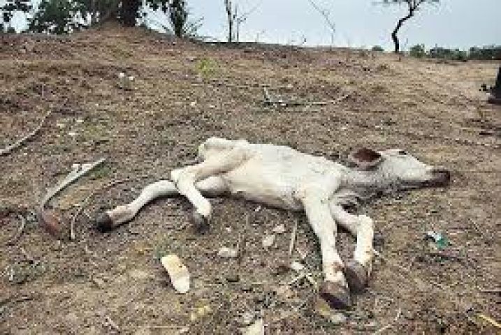केवल मई माह में बुंदेलखंड में तीन लाख से अधिक जानवरों की मौत हो गई