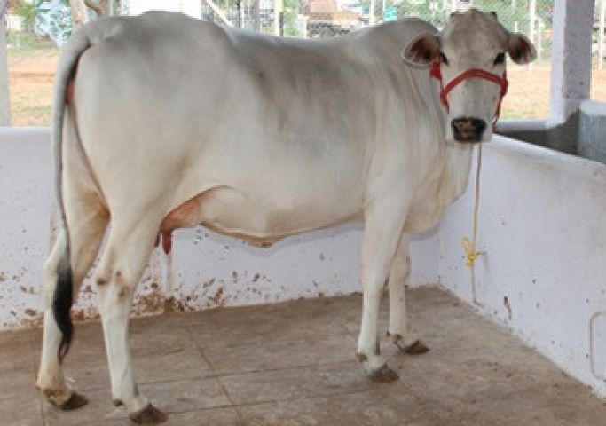 कुएं में कूद मुस्लिम युवक ने बचाए गाय के प्राण