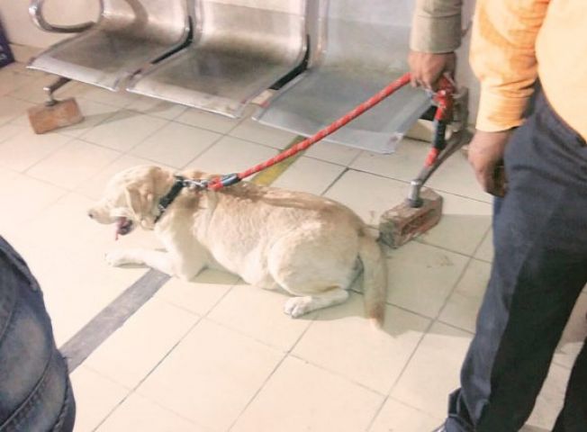 सोमनाथ भारती के कुत्ते को मिली क्लीन चिट