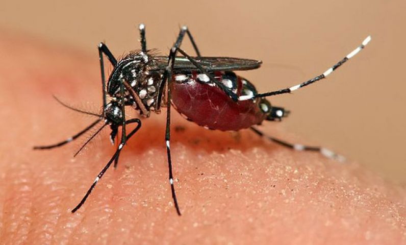 Dengue continues to wreak havoc in Gwalior!