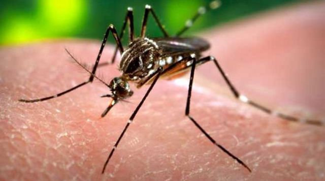 डेंगू की रोकथाम सम्बंधित कार्यक्रमों को सही ढंग से लागू करे दिल्ली सरकार : हाई कोर्ट