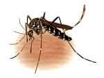 Indore: Dengue cases reached 86