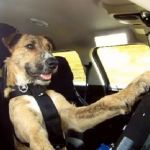 Video : यहां कुत्ते भी सीख रहे हैं कार ड्राइविंग