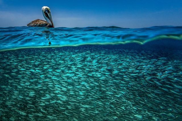Underwater photography जो बताती है पानी  के भीतर की दुनिया