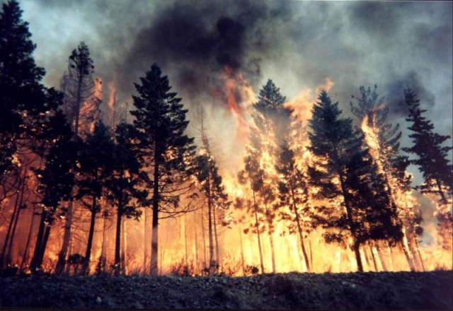 जंगल में आग से 23 मौत, 900 घायल