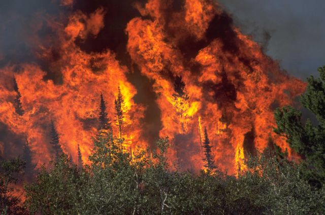 वाशिंगटन के जंगलों में इतिहास की सबसे भीषणतम आग