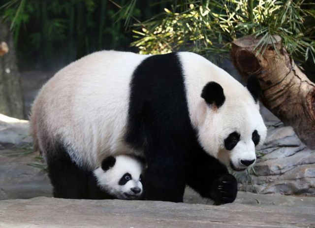 जाइंट पांडा ने दिया नर शावक को जन्म, किया गया सीधा प्रसारण
