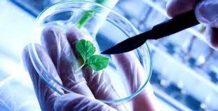 From Labs to Fields: Genetic Engineering's Impact on Agriculture
