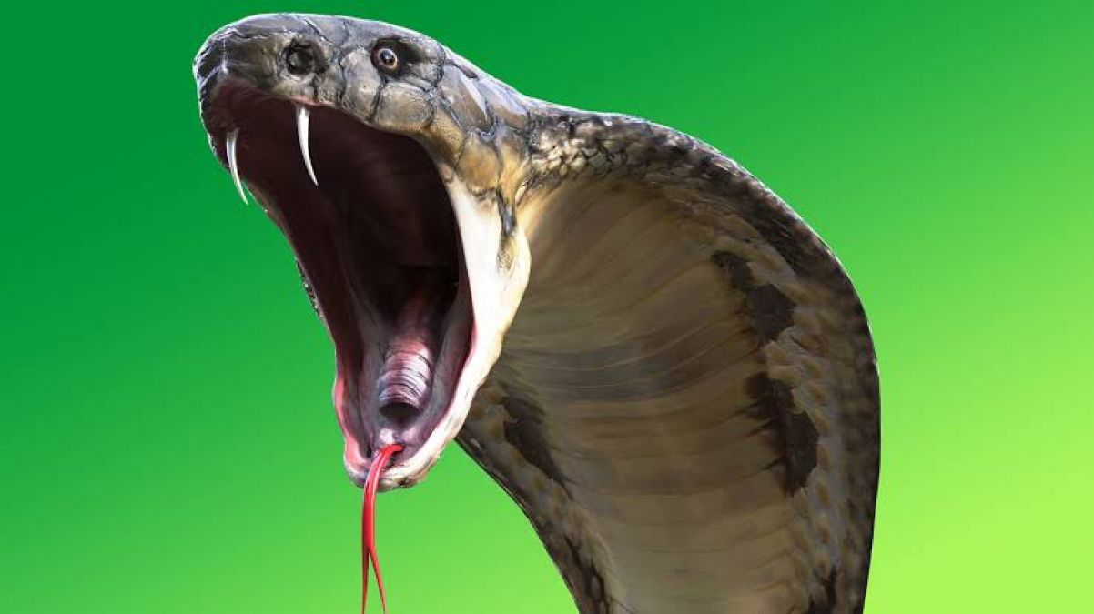 This app will save your life from snake-bite