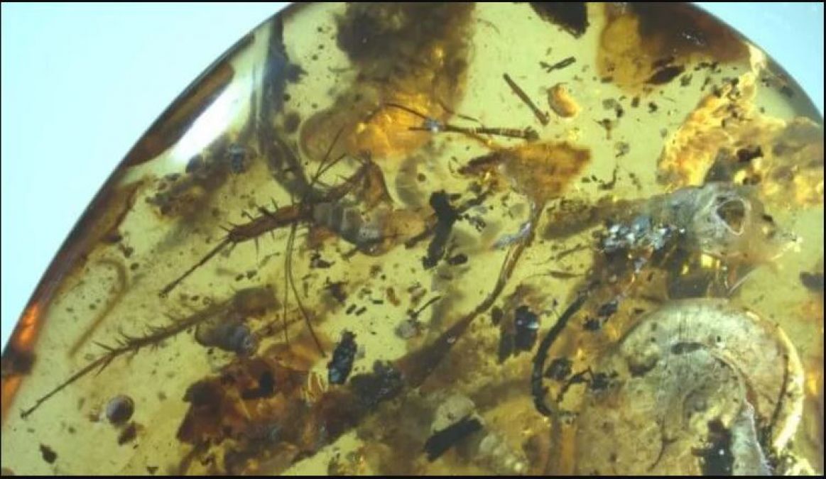 A tiny fragment of amber contains 40 different creatures for millions of years