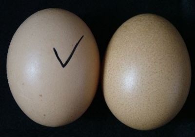 सावधान रहे ! बाजार में आ रहे है नकली अंडे