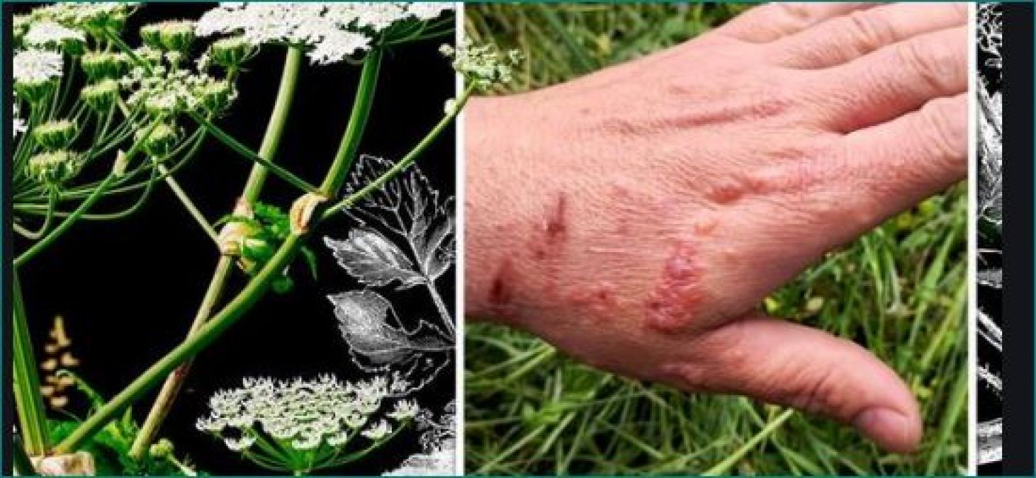 Dangerous plants. Poison Plant. Poisonous Plants. Giant Hogweed.