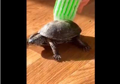 Video: See this turtle surely will make your day