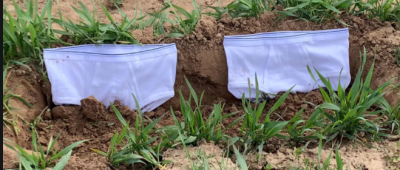 Here white underwear buried into the ground, know the reason
