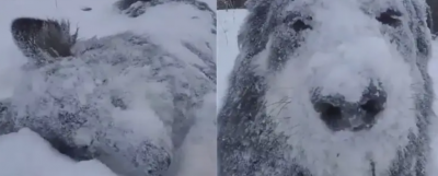 Video:  Dog playing in snow is adorable