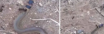 You will be stunned to see the battle of black ant and poisonous snake
