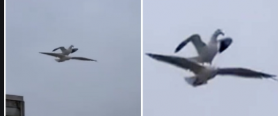 Birds stunt video going viral, did you see?