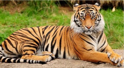 Tiger travels 300km from maharashtra to karnataka for his new home