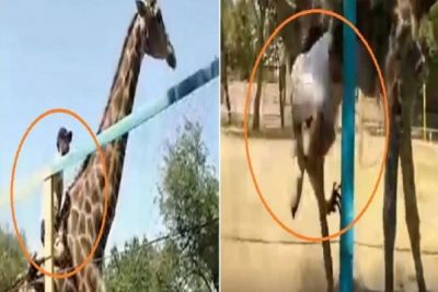 VIDEO: Drunk Man Climbs And Rides on Giraffe in Kazakhstan Zoo