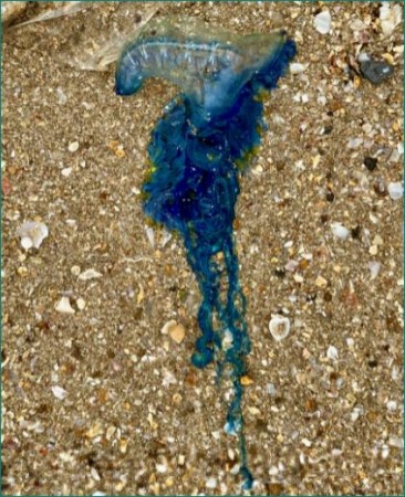 Bluebottle jellyfish spotted at Mumbai's Juhu Beach, experts appealed to stay away
