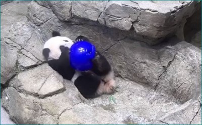 क्यूट पांडा के इस वीडियो ने जीता फैंस का दिल