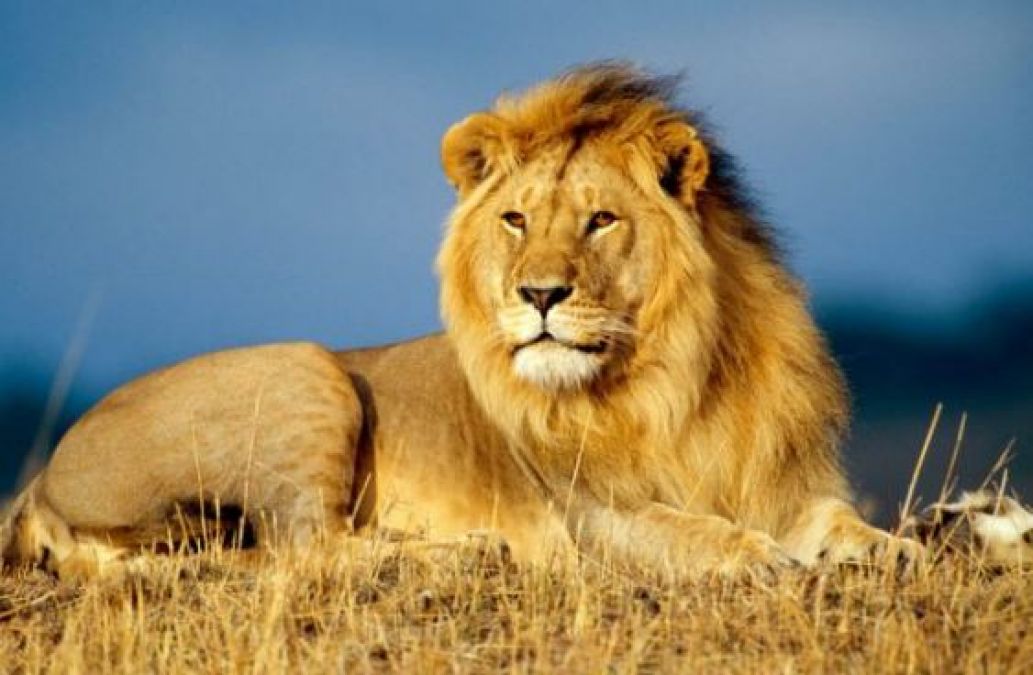 Lions Can Swim in Water, know other Interesting Facts About Them