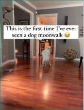 VIDEO: This dog doing classic moonwalk on social media