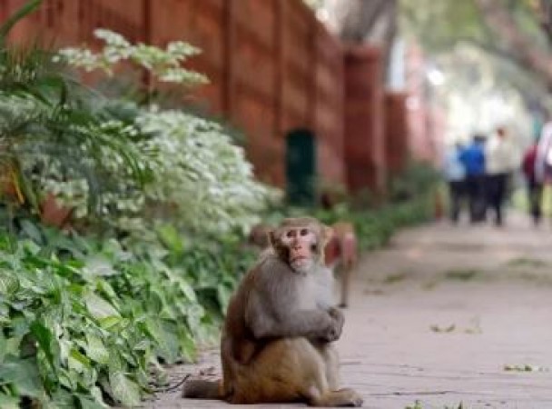 इस शख्स को बंदर ने सिखाया अच्छा सबक, वीडियो देख नहीं रुकेगीं आपकी हंसी