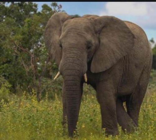 दो साल की बच्ची संग हाथी की है कमाल की दोस्ती, यहां देखे वीडियो