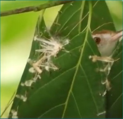 Tailorbirds make their nest with so much hard work and effort, you'll be left watching videos