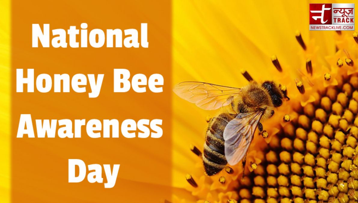 National Honey Bee Awareness Day दुनियाभर में है 20 हजार प्रजाति