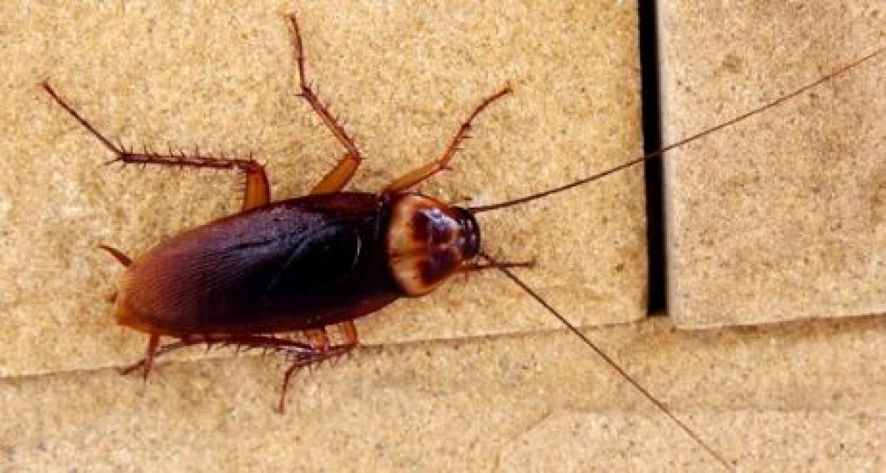 Amazing Facts: Facts about cockroaches you need to know