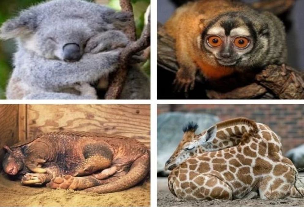 Know About The World's Weird Creatures, Someone Sleeps 22 Hours So some for Just 30 Minutes!