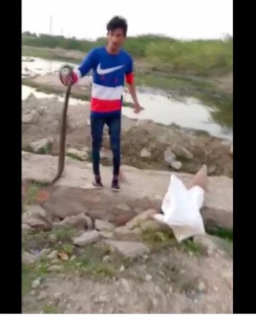 युवक लाइव वीडियो पर बता रहा था सांप से बचाव के सुझाव, अचानक कोबरा ने डसा और हो गई मौत