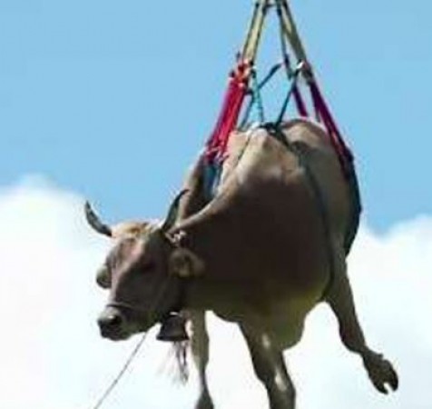 पहाड़ों में फंसी गाय के लिए किसान ने बुलवा लिया हेलीकॉप्टर, जानें पूरा मामला