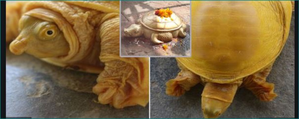 నేపాల్ లో దొరికిన బంగారు తాబేలు, ప్రజలు దీనిని విష్ణువు అవతారంగా భావించి పూజలు చేస్తారు