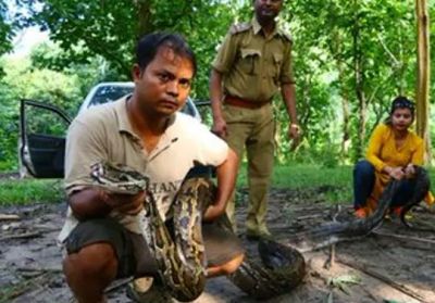 असम के जंगल में मिला 14फ़ीट लम्बा अजगर, 7 लोगों से भी नहीं हुआ काबू