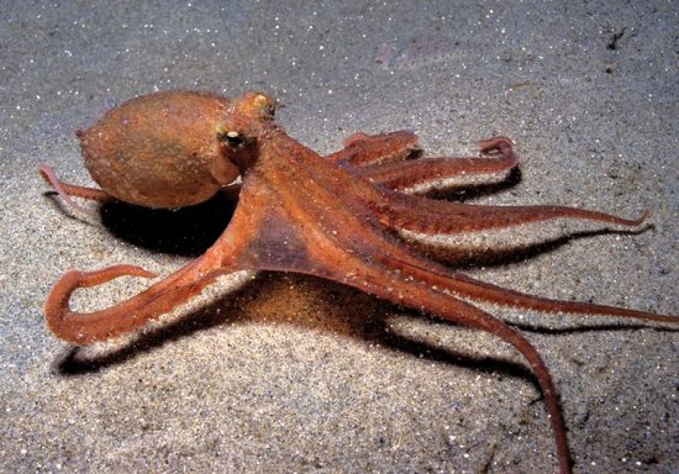 Bone Less animal with 3 Hearts, Know amazing facts about Octopus |  NewsTrack English 1