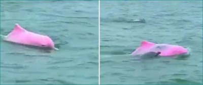 VIDEO: पहली बार दिखी गुलाबी डॉल्फिन, देखकर यकीन नहीं कर पा रहे लोग