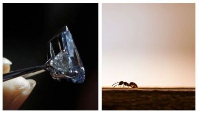 Video : करोड़ों का हीरा चुराकर भागी चींटी, पुलिस कर रही तलाश