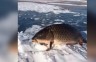 रहस्यमय मछली का वीडियो वायरल, ‘पैरों’ पर खड़े देख उड़े लोगों के होश