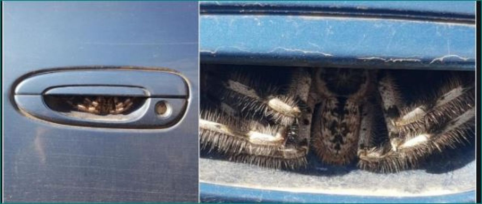 Woman stops driving for a week after finding huge spider hiding in the door  handle of her car