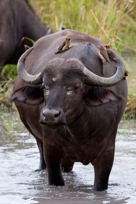 This buffalo gives 32 liters of milk every day, you will be shocked to know price NewsTrack English 1