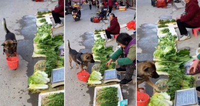 Dog reaches market to pick up vegetables, shocked people watching video